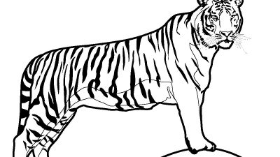 Realistic Tiger Coloring Page