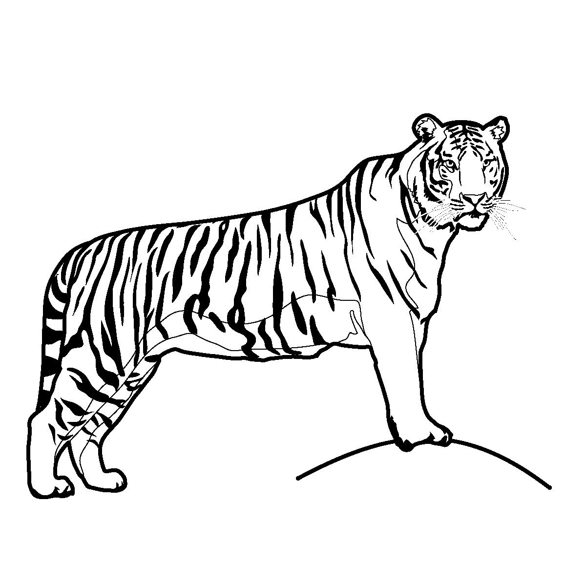 Realistic Tiger Coloring Page