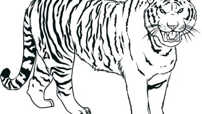 Snow Tiger Coloring Page